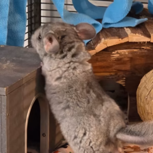 Male Baby Chinchilla For Sale