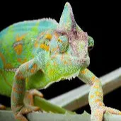 Yemen Chameleon for sale
