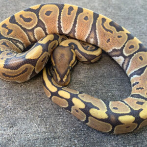 Orange Ghost Ball Pythons for Sale